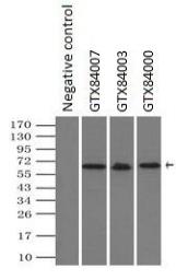 Anti-NRBP1 antibody [5C3] used in Immunoprecipitation (IP). GTX84007