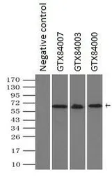 Anti-NRBP1 antibody [5C3] used in Immunoprecipitation (IP). GTX84007