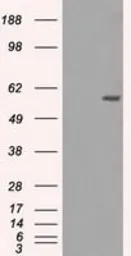 Anti-NRBP1 antibody [5C3] used in Western Blot (WB). GTX84007