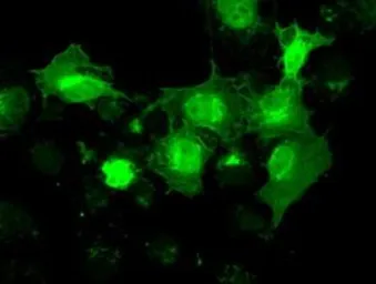Anti-NRBP1 antibody [5C3] used in Immunocytochemistry/ Immunofluorescence (ICC/IF). GTX84007