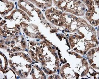 Anti-NPR-C antibody [2G2] used in IHC (Paraffin sections) (IHC-P). GTX84008