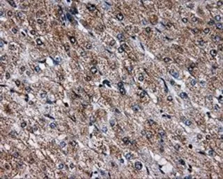 Anti-NPR-C antibody [2G2] used in IHC (Paraffin sections) (IHC-P). GTX84008