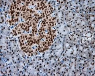Anti-NPR-C antibody [4C3] used in IHC (Paraffin sections) (IHC-P). GTX84010