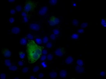 Anti-NPR-C antibody [4C3] used in Immunocytochemistry/ Immunofluorescence (ICC/IF). GTX84010