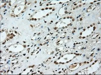 Anti-NOTCH1 antibody [3E12] used in IHC (Paraffin sections) (IHC-P). GTX84019