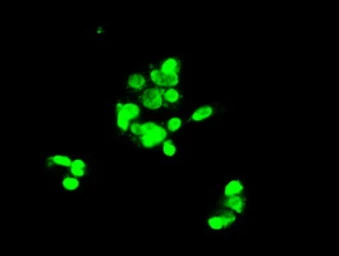 Anti-NOTCH1 antibody [3E12] used in Immunocytochemistry/ Immunofluorescence (ICC/IF). GTX84019