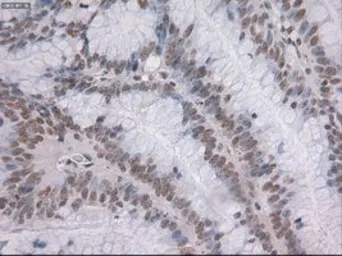 Anti-NOTCH1 antibody [4C9] used in IHC (Paraffin sections) (IHC-P). GTX84020