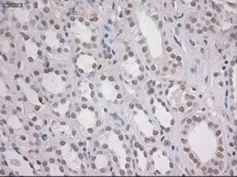 Anti-NOTCH1 antibody [4C9] used in IHC (Paraffin sections) (IHC-P). GTX84020