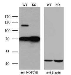 Anti-NOTCH1 antibody [4C9] used in Western Blot (WB). GTX84020