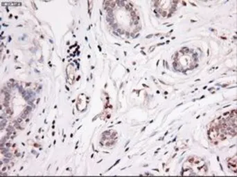 Anti-Noggin antibody [1C1] used in IHC (Paraffin sections) (IHC-P). GTX84021