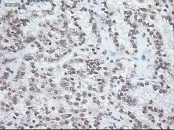 Anti-Noggin antibody [1C1] used in IHC (Paraffin sections) (IHC-P). GTX84021