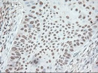 Anti-Noggin antibody [1C1] used in IHC (Paraffin sections) (IHC-P). GTX84021