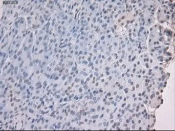 Anti-Noggin antibody [1C1] used in IHC (Paraffin sections) (IHC-P). GTX84021