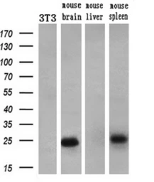 Anti-Noggin antibody [1C1] used in Western Blot (WB). GTX84021
