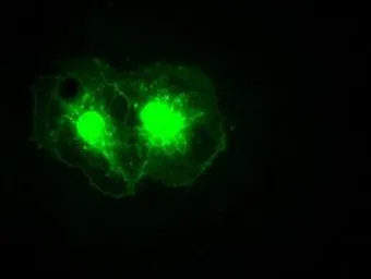 Anti-Noggin antibody [1C1] used in Immunocytochemistry/ Immunofluorescence (ICC/IF). GTX84021