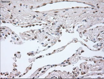 Anti-Noggin antibody [1H8] used in IHC (Paraffin sections) (IHC-P). GTX84022