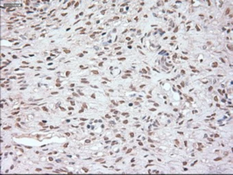Anti-Noggin antibody [1H8] used in IHC (Paraffin sections) (IHC-P). GTX84022
