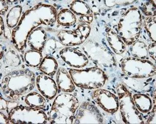 Anti-NME4 antibody [5E4] used in IHC (Paraffin sections) (IHC-P). GTX84028