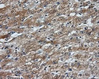 Anti-NME4 antibody [5E4] used in IHC (Paraffin sections) (IHC-P). GTX84028
