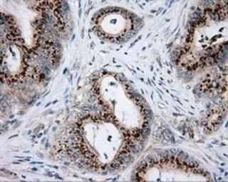 Anti-NME4 antibody [1A5] used in IHC (Paraffin sections) (IHC-P). GTX84032