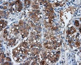 Anti-NME4 antibody [1A5] used in IHC (Paraffin sections) (IHC-P). GTX84032