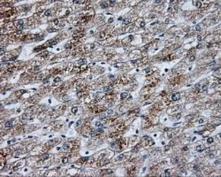 Anti-NME4 antibody [1A5] used in IHC (Paraffin sections) (IHC-P). GTX84032