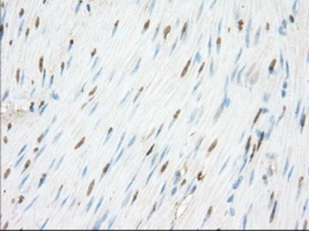 Anti-NME4 antibody [4F10] used in IHC (Paraffin sections) (IHC-P). GTX84034