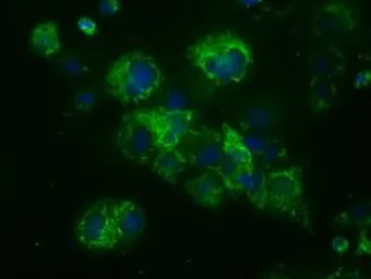 Anti-NME4 antibody [4F10] used in Immunocytochemistry/ Immunofluorescence (ICC/IF). GTX84034