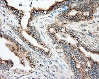 Anti-NIT2 antibody [2B9] used in IHC (Paraffin sections) (IHC-P). GTX84036