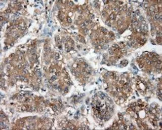 Anti-NIT2 antibody [2B9] used in IHC (Paraffin sections) (IHC-P). GTX84036