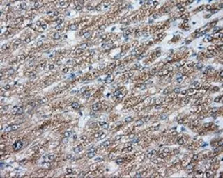 Anti-NIT2 antibody [2B9] used in IHC (Paraffin sections) (IHC-P). GTX84036