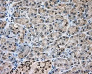 Anti-NIT2 antibody [2B9] used in IHC (Paraffin sections) (IHC-P). GTX84036