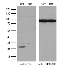 Anti-NIT2 antibody [2B9] used in Western Blot (WB). GTX84036