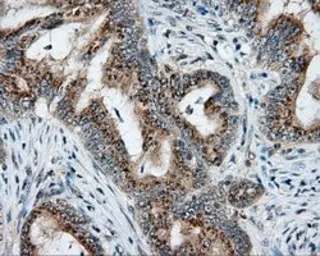 Anti-NIT2 antibody [3D5] used in IHC (Paraffin sections) (IHC-P). GTX84039