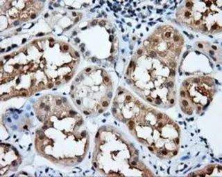 Anti-NIT2 antibody [3D5] used in IHC (Paraffin sections) (IHC-P). GTX84039