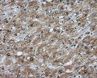 Anti-NIT2 antibody [3D5] used in IHC (Paraffin sections) (IHC-P). GTX84039
