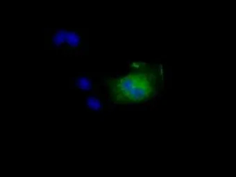 Anti-NIT2 antibody [3D5] used in Immunocytochemistry/ Immunofluorescence (ICC/IF). GTX84039