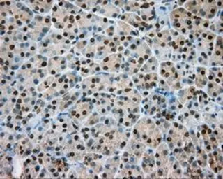 Anti-NIT1 antibody [3A11] used in IHC (Paraffin sections) (IHC-P). GTX84041