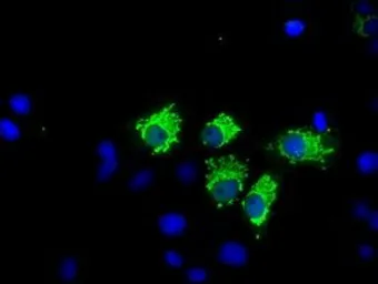 Anti-NIT1 antibody [3A11] used in Immunocytochemistry/ Immunofluorescence (ICC/IF). GTX84041