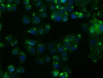 Anti-NIT1 antibody [3A11] used in Immunocytochemistry/ Immunofluorescence (ICC/IF). GTX84041