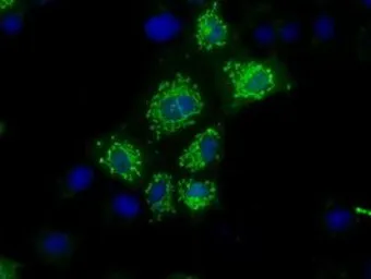 Anti-NIT1 antibody [4D12] used in Immunocytochemistry/ Immunofluorescence (ICC/IF). GTX84042