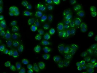 Anti-NIT1 antibody [4D12] used in Immunocytochemistry/ Immunofluorescence (ICC/IF). GTX84042