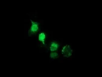 Anti-XLF antibody [1G7] used in Immunocytochemistry/ Immunofluorescence (ICC/IF). GTX84043