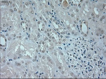 Anti-Neurogenin 1 antibody [9A8] used in IHC (Paraffin sections) (IHC-P). GTX84051