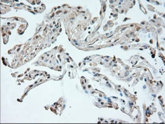 Anti-Neurogenin 1 antibody [9A8] used in IHC (Paraffin sections) (IHC-P). GTX84051