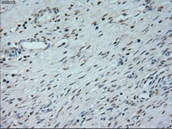 Anti-Neurogenin 1 antibody [9A8] used in IHC (Paraffin sections) (IHC-P). GTX84051