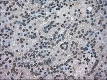 Anti-NEK6 antibody [8G5] used in IHC (Paraffin sections) (IHC-P). GTX84056