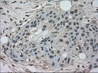 Anti-NEK6 antibody [8G5] used in IHC (Paraffin sections) (IHC-P). GTX84056
