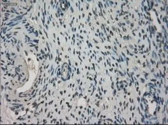 Anti-NEK6 antibody [8G5] used in IHC (Paraffin sections) (IHC-P). GTX84056