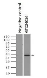 Anti-NEK6 antibody [8G5] used in Immunoprecipitation (IP). GTX84056
